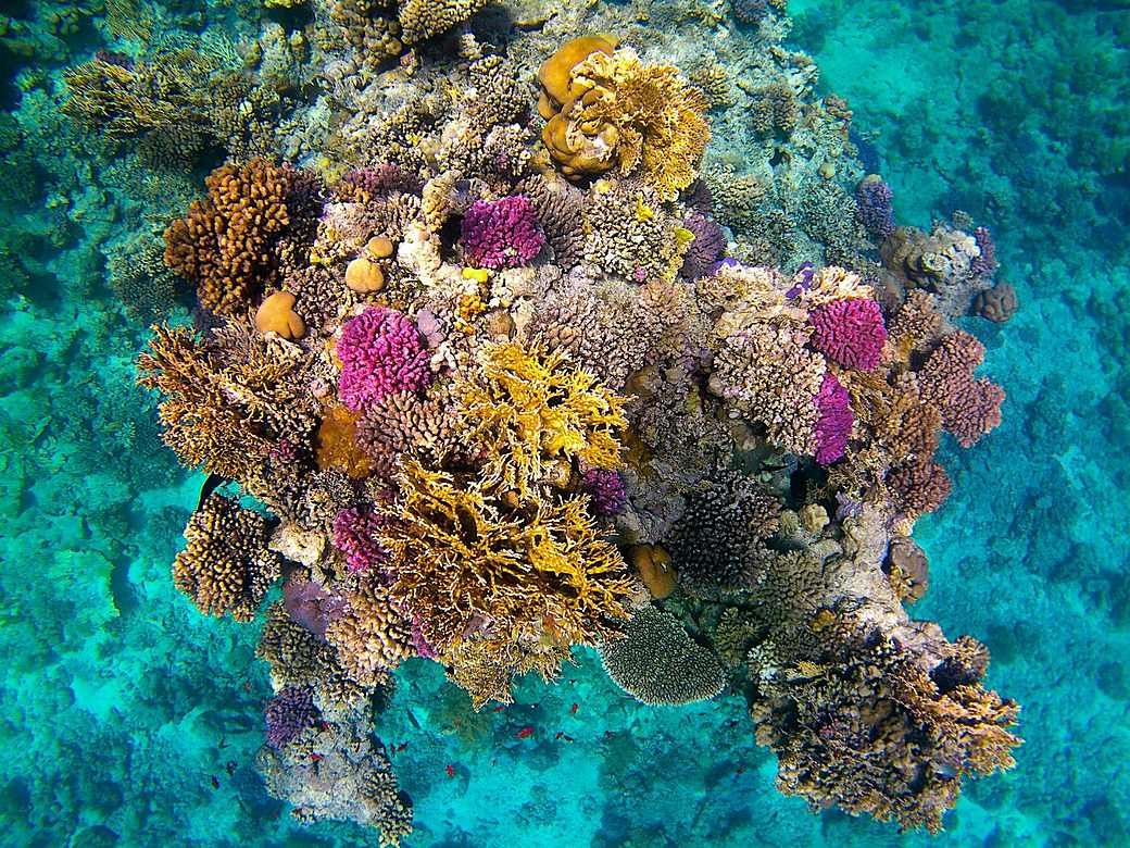 Colourful coral reef in clear turquoise water