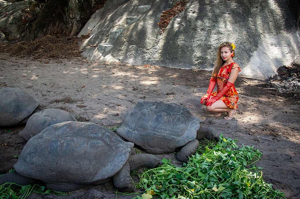 Giant Aldabra tortoises on Prison Island, Zanzibar