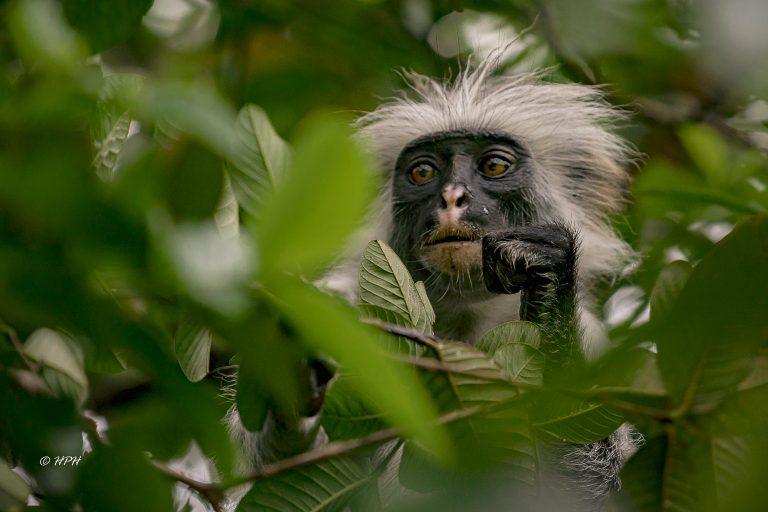 Jozani Forest red colobus monkey tour