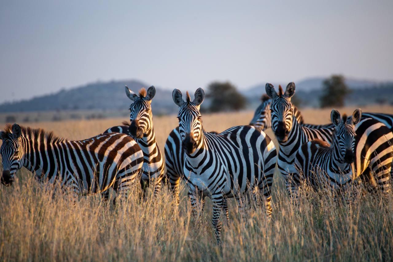 A herd of zebra on the golden savanna at sunrise in a Tanzanian national park