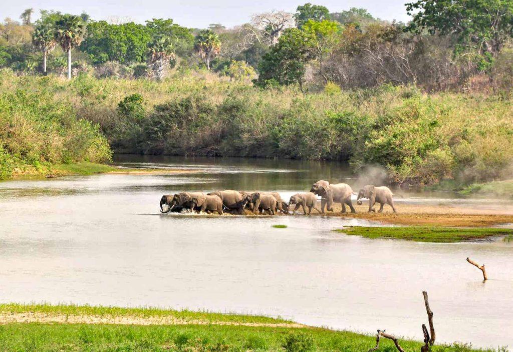 Selous / Nyerere National Park safari